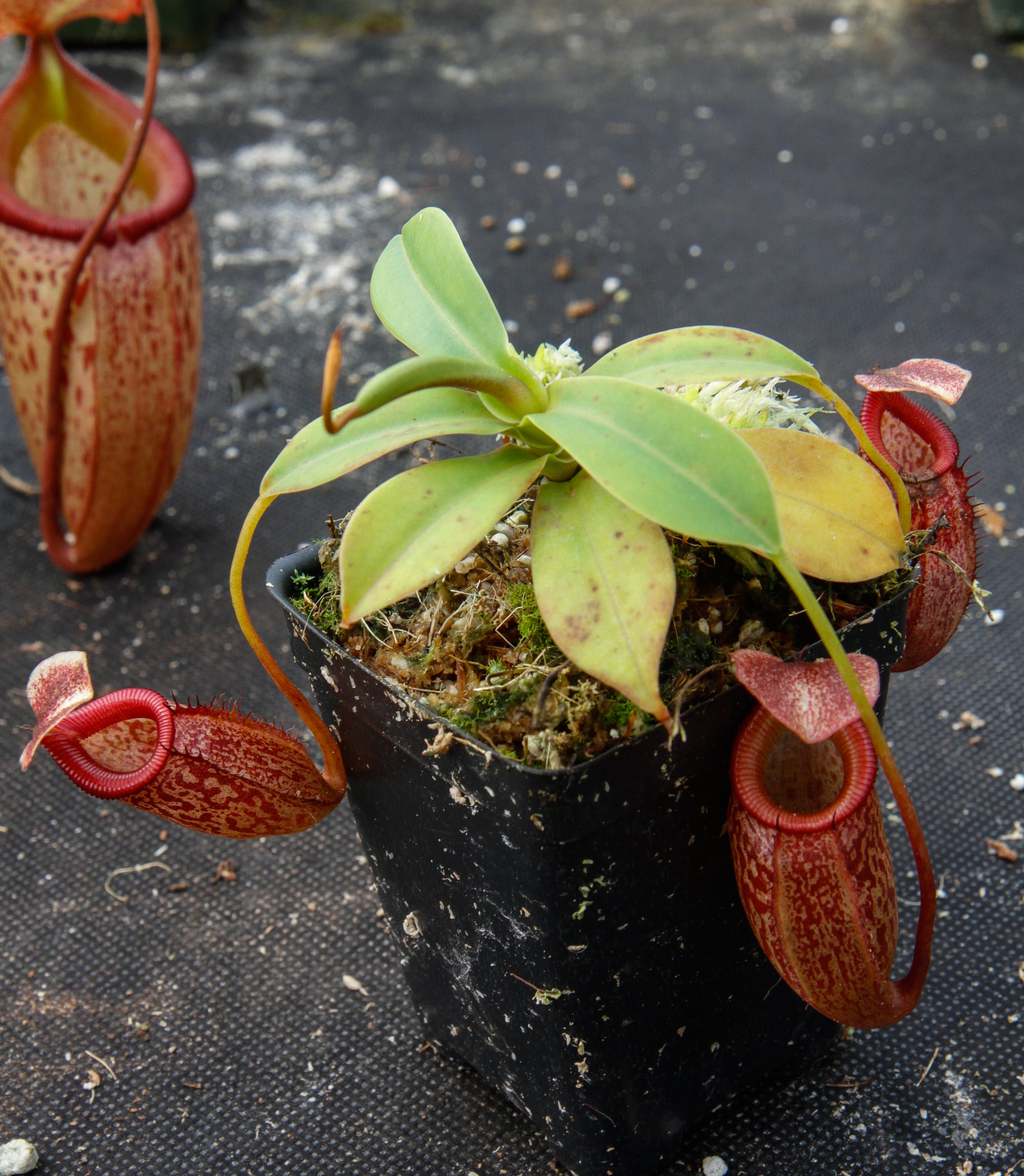 Nepenthes talangensis x sibuyanensis BE-3641 – Carnivero