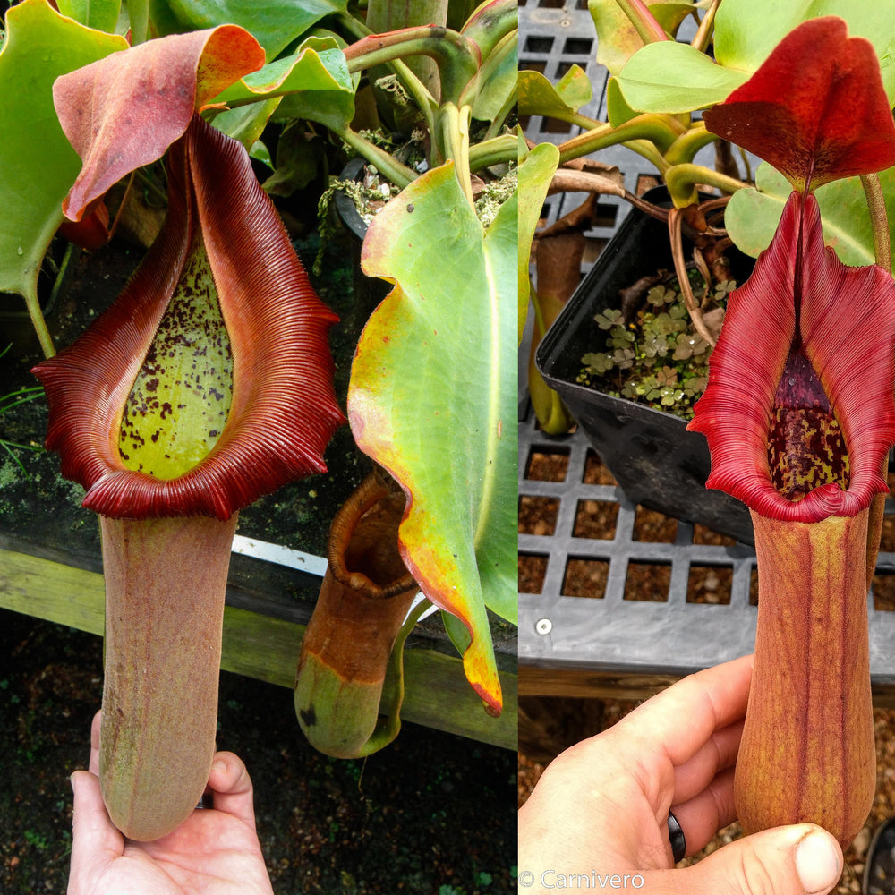 
                      
                        Nepenthes truncata (d) x Pasian Red, CAR-0103
                      
                    