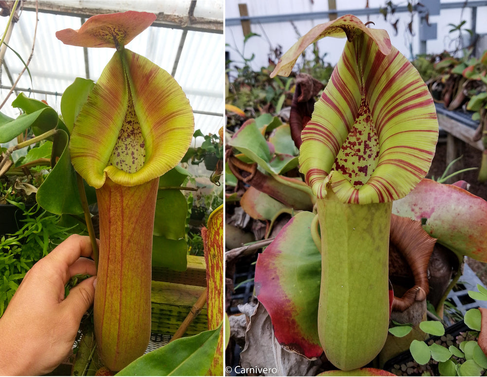 Nepenthes truncata (D#1 x C-Giant), CAR-0034