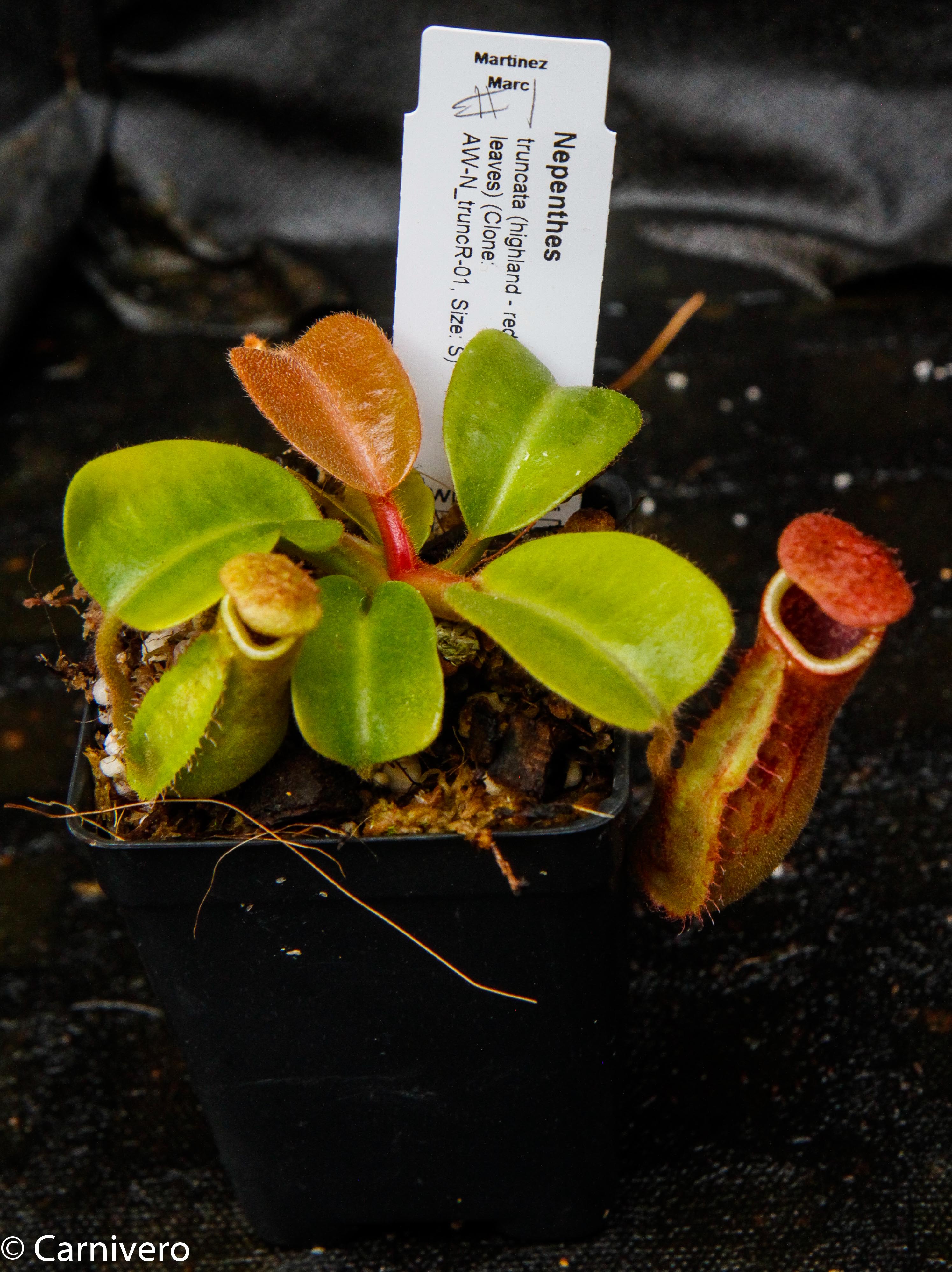 Nepenthes truncata, Highland Reddish Leaves – Carnivero