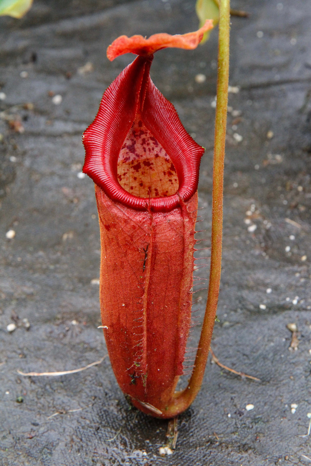 Nepenthes truncata x mira 