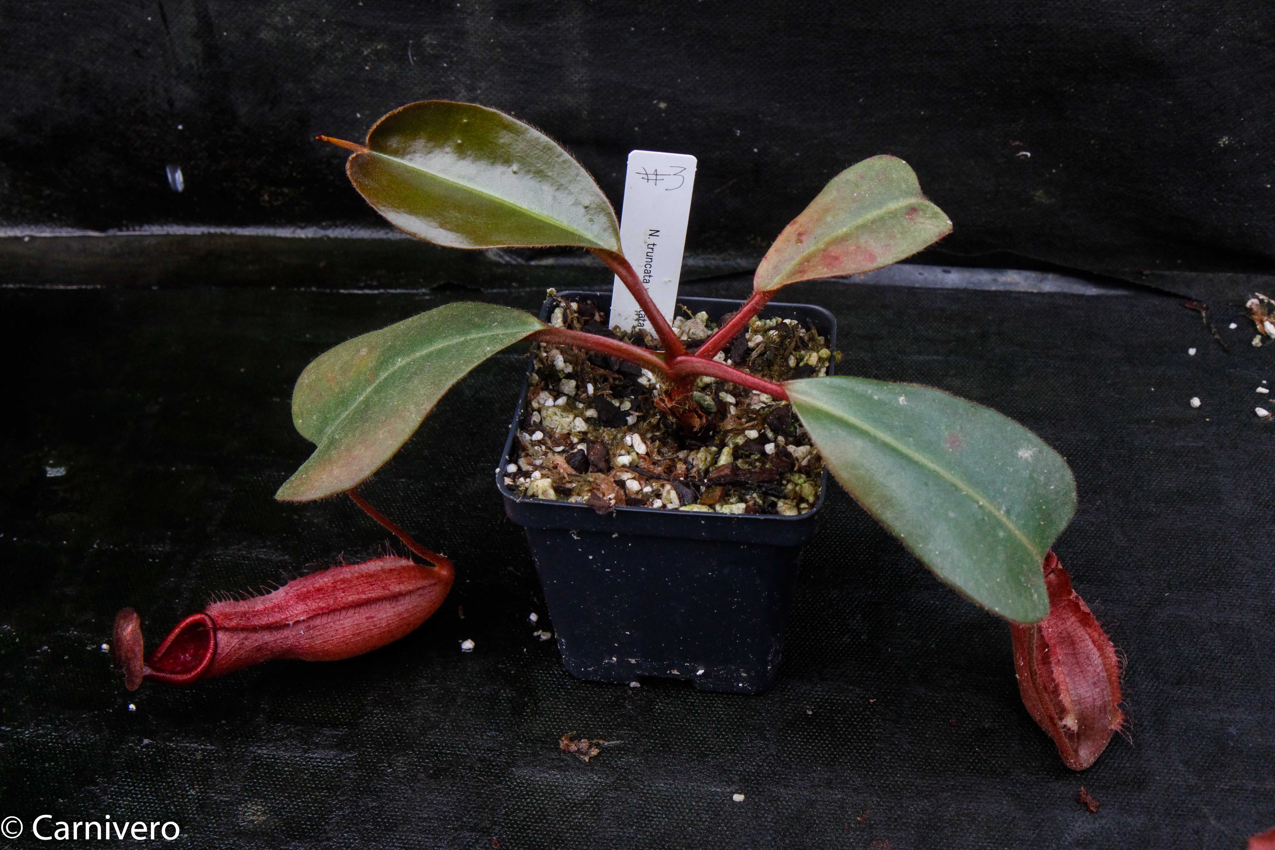 Nepenthes truncata x peltata 