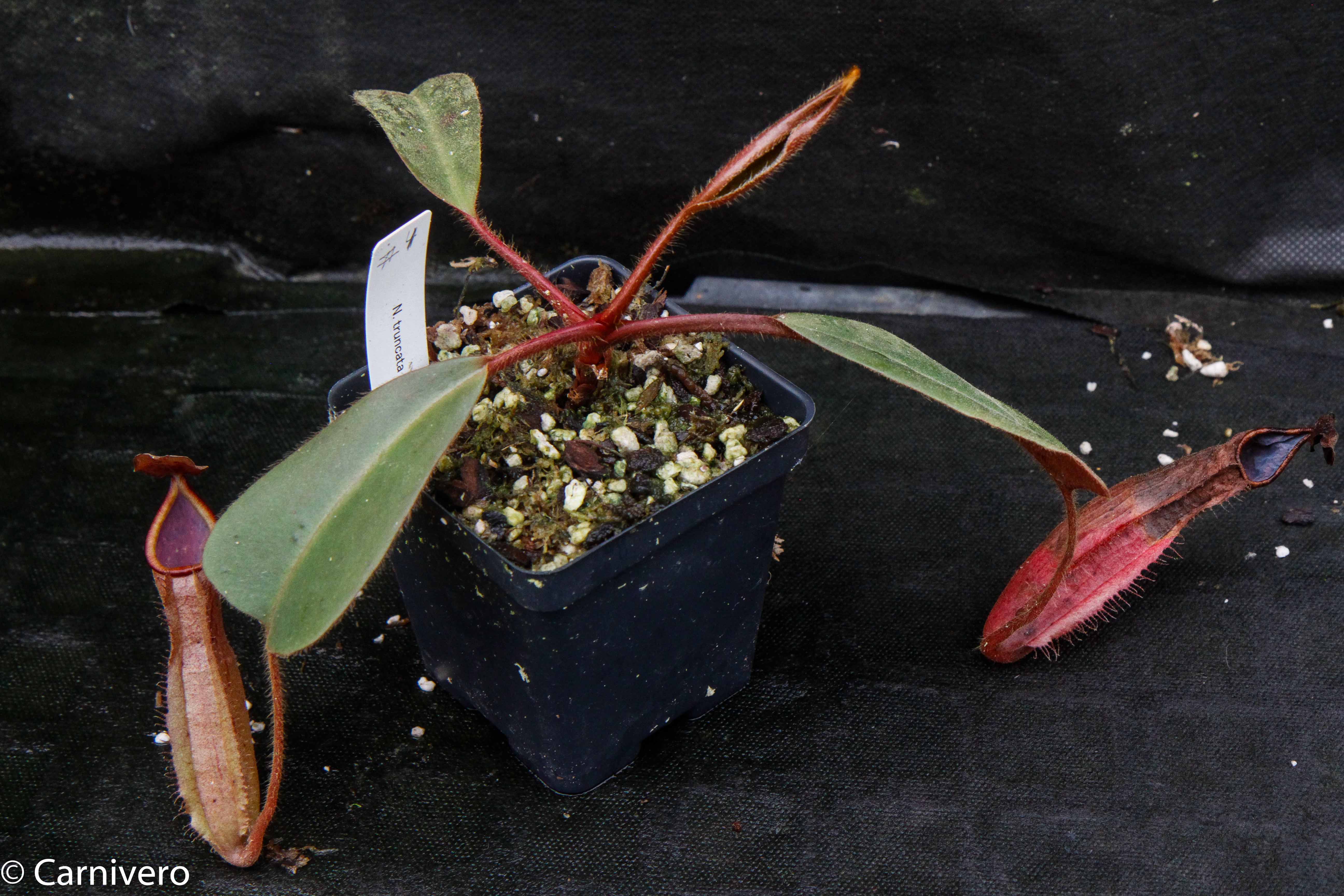 Nepenthes truncata x peltata 