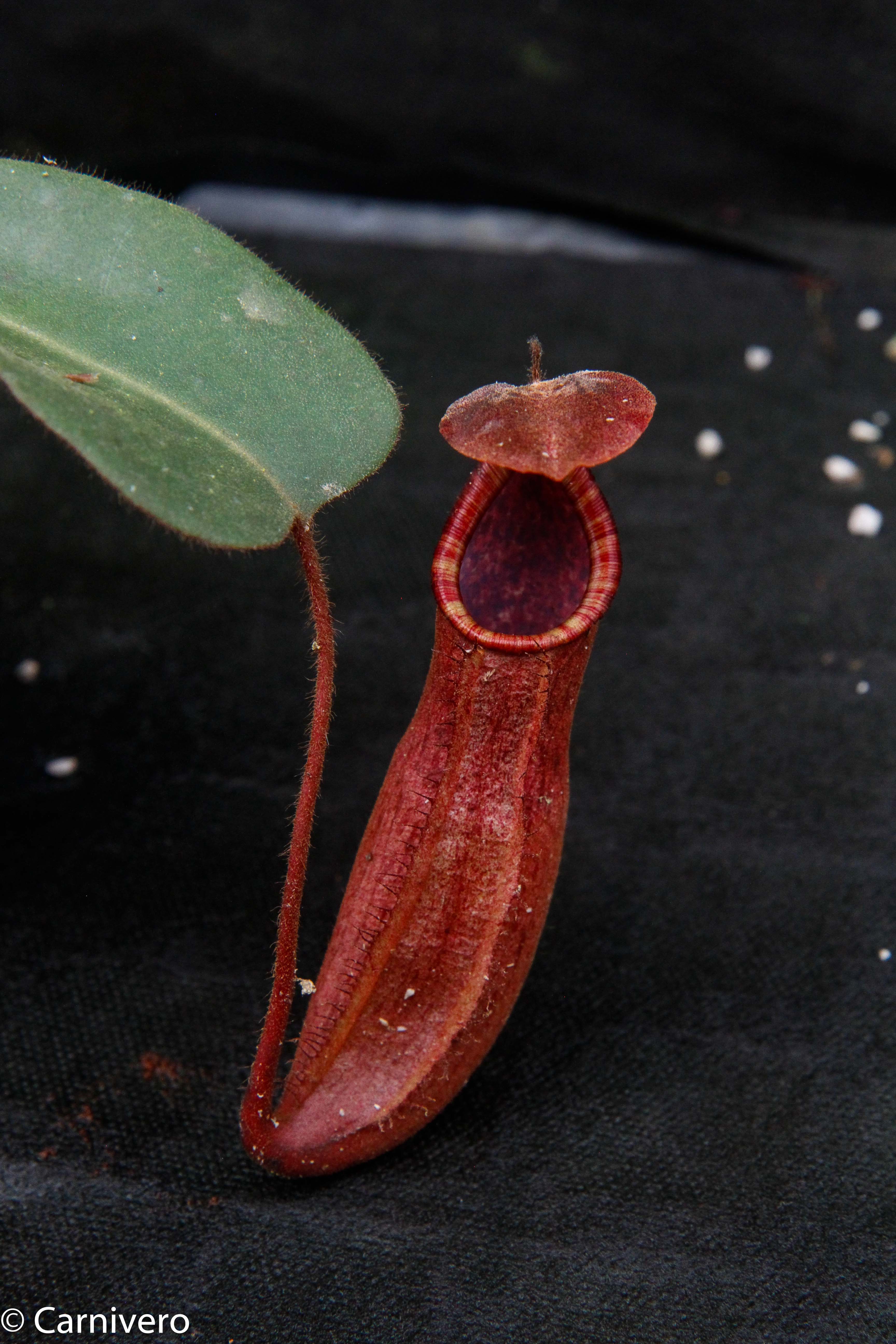 Nepenthes truncata x peltata 