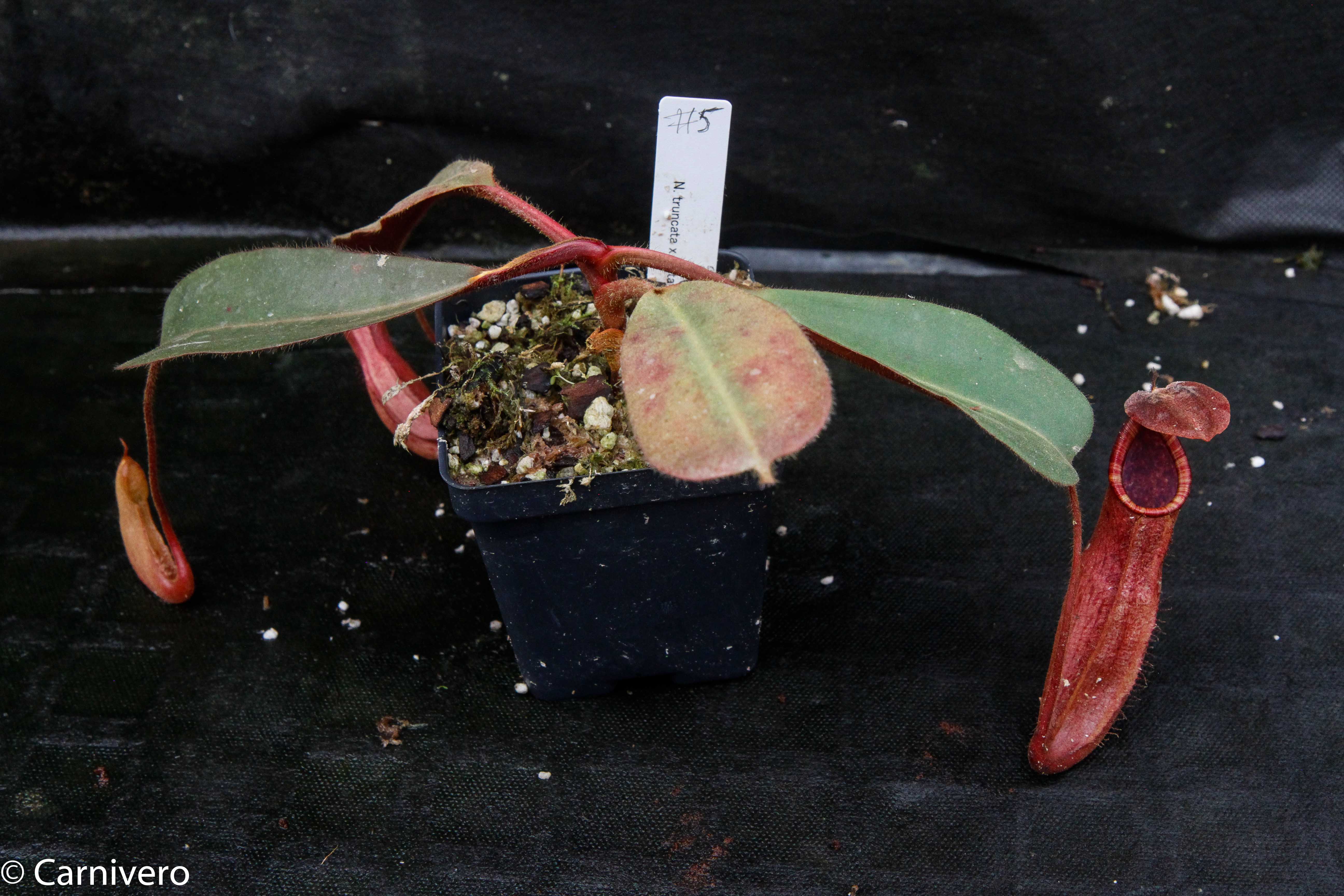 Nepenthes truncata x peltata 