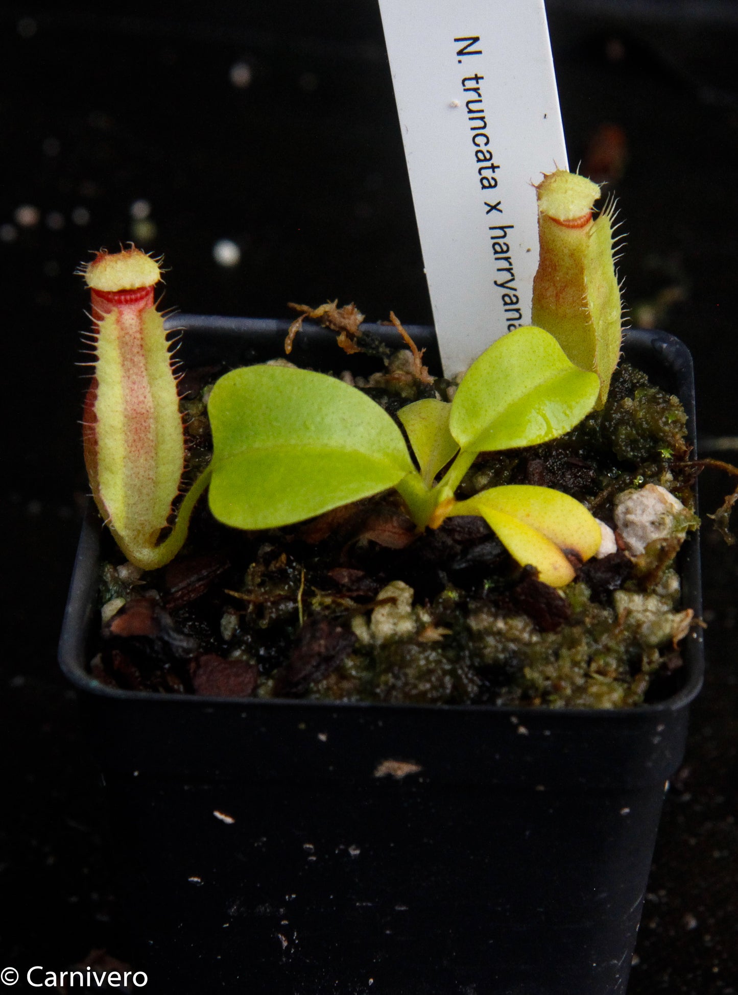 Nepenthes truncata x harryana