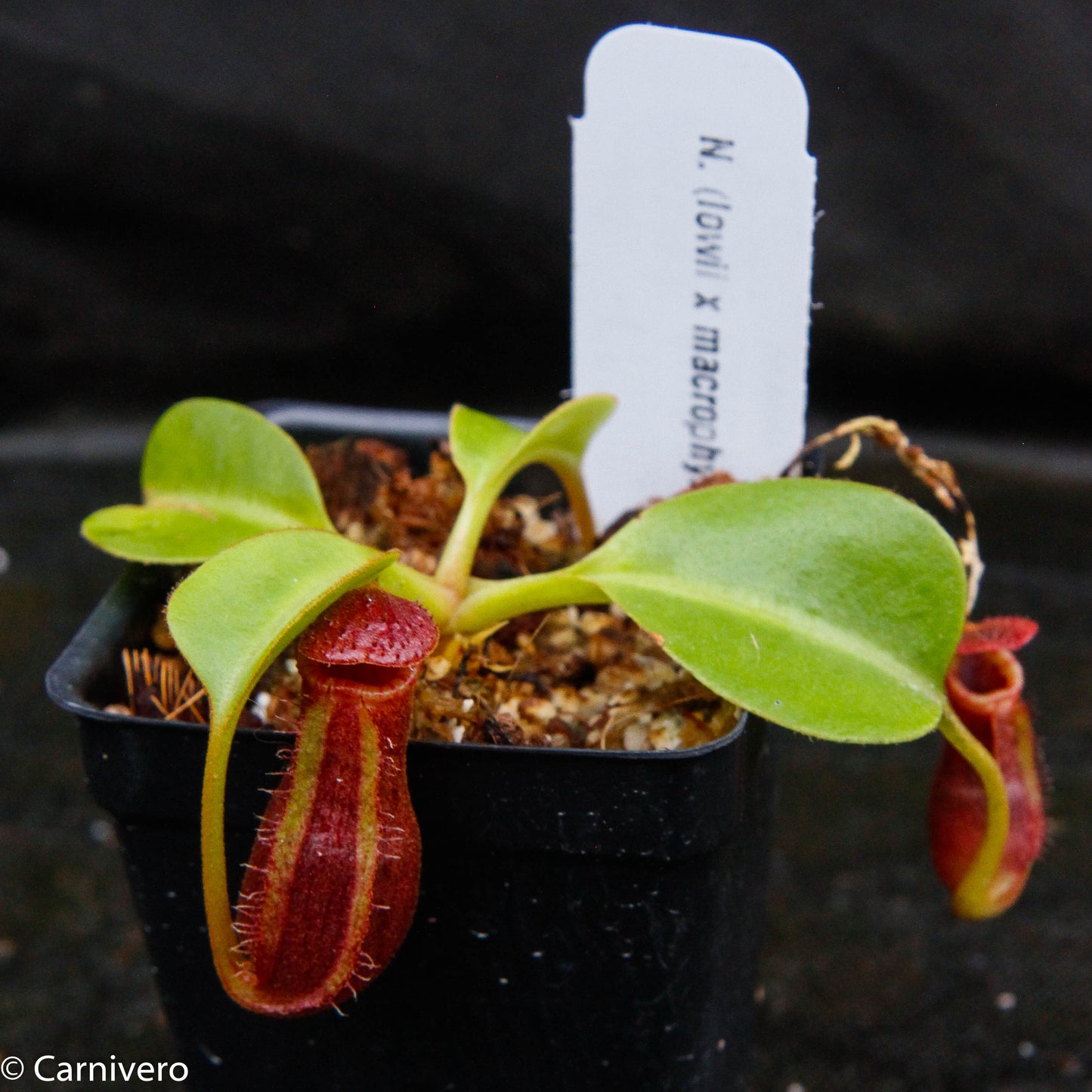 Nepenthes Trusmadiensis x robcantleyi, pitcher plant, carnivorous plant, collectors plant, large pitchers, rare plants 