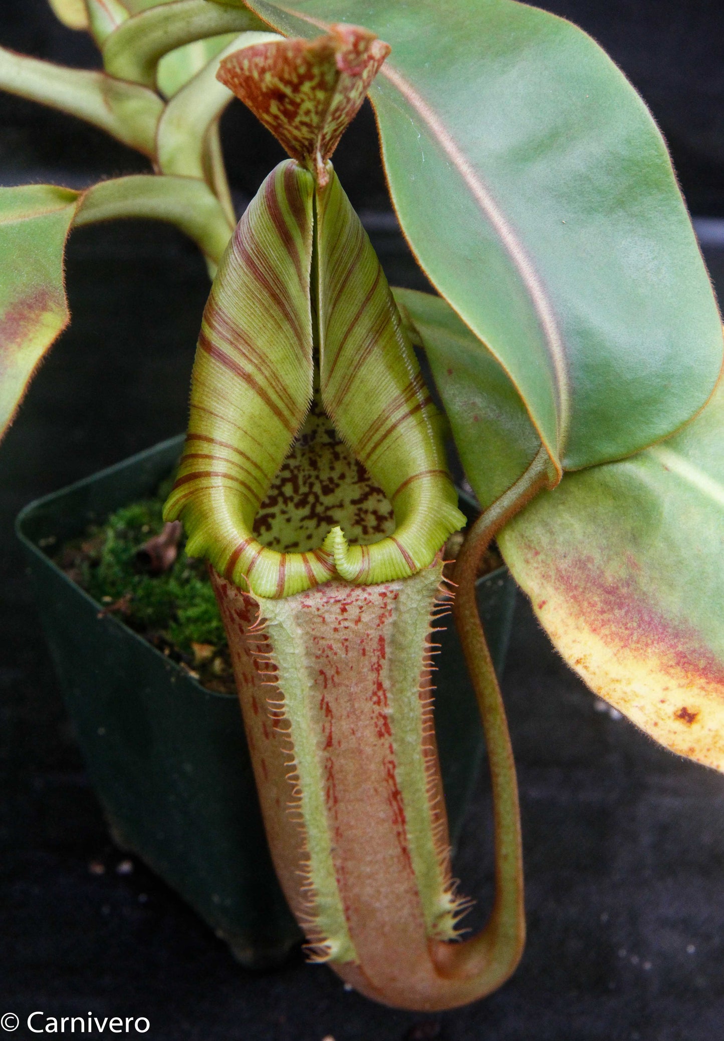 Nepenthes (eymae x maxima) x [(veitchii x maxima) x veitchii]