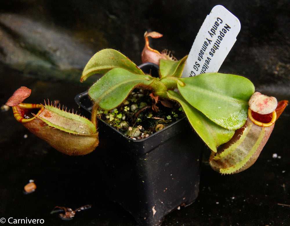 Nepenthes veitchii (Bareo x Candy Yamada)