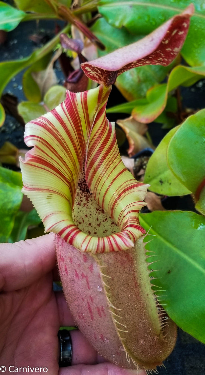 Nepenthes veitchii Kelabit Highlands – Carnivero