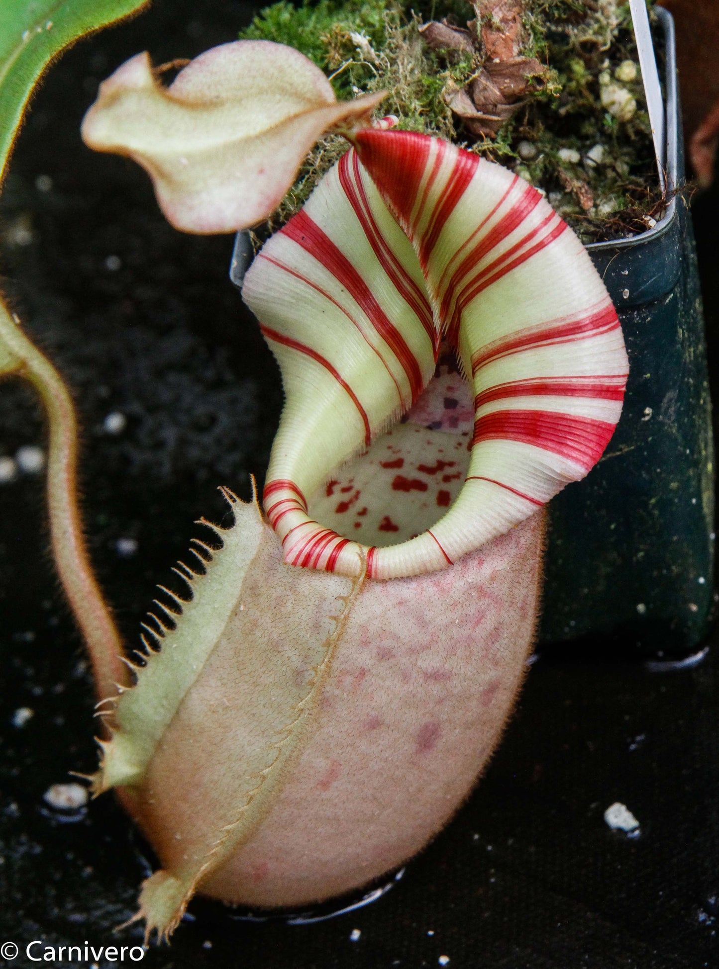  Nepenthes veitchii Bareo, BE-3734 large squat striped peristome pitcher, Pitcher plant, carnivorous plant, collectors plant, large pitchers, rare nepenthes, terrarium plant, easy to grow nepenthes, beginner nepenthes, beginner pitcher plants, nepenthes, veitchii.  