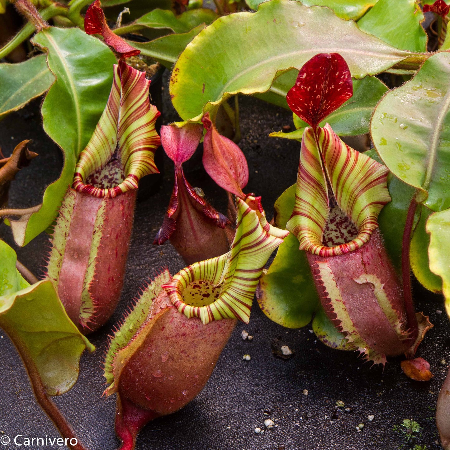 Nepenthes veitchii (Murud x Candy)