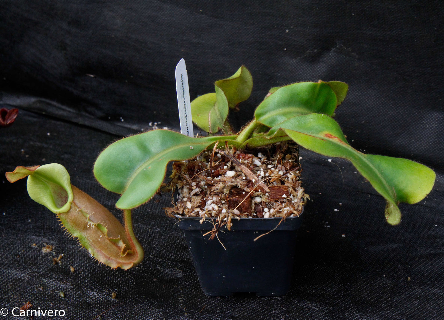 Nepenthes veitchii Bareo, Malesiana Tropicals