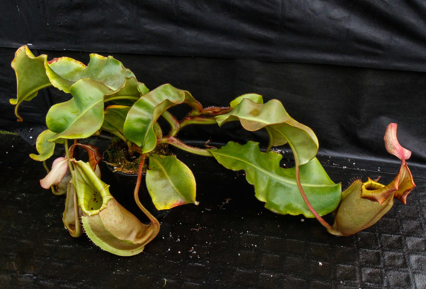 Nepenthes veitchii (Murud Striped x Candy), Specimen C