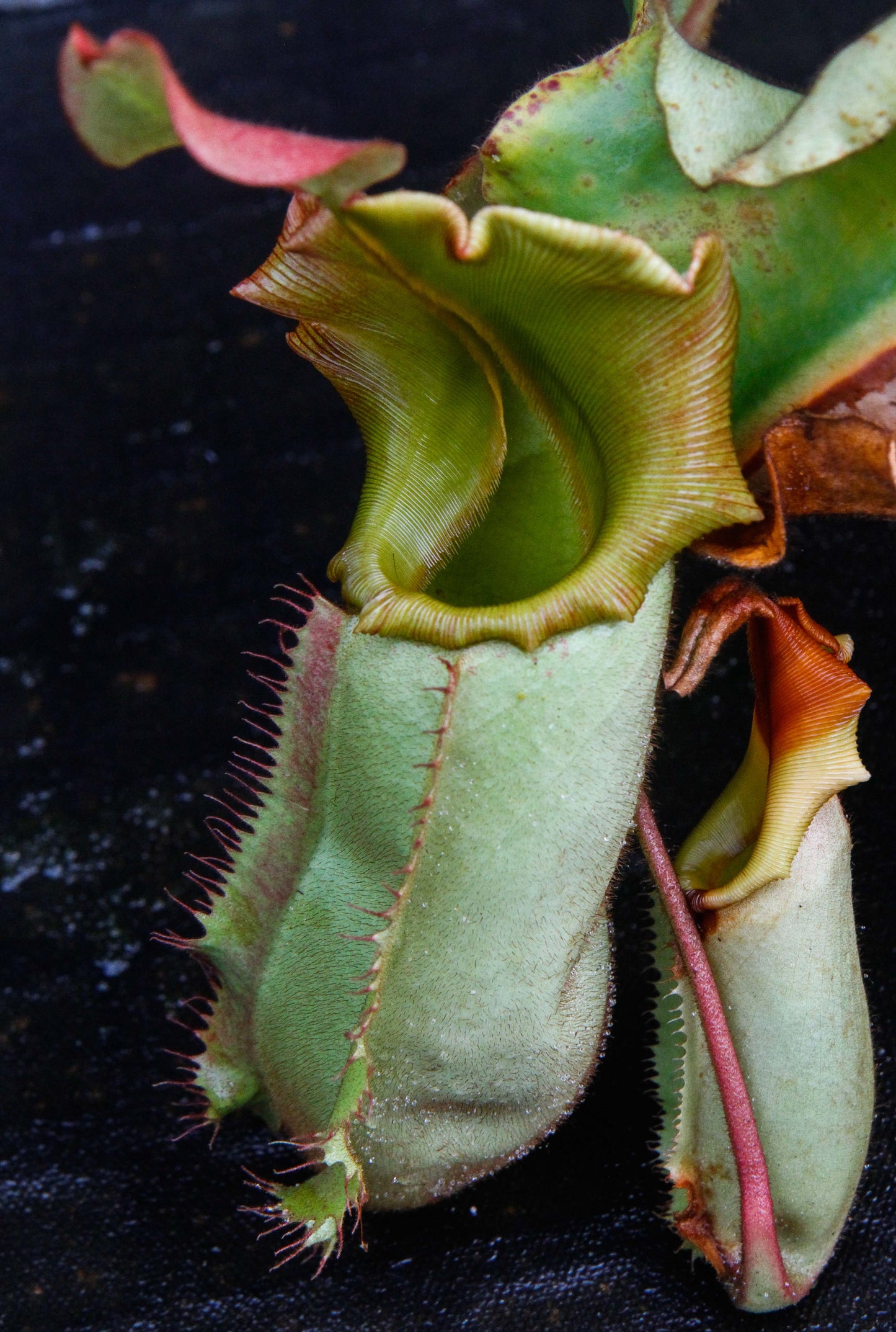 Nepenthes veitchii (Murud Striped x Candy), Specimen E