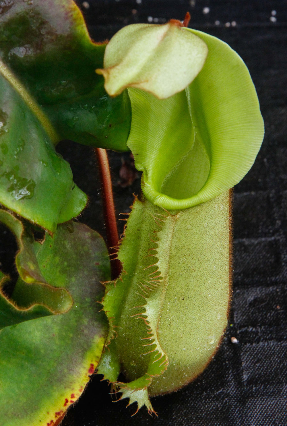 Nepenthes veitchii (Murud Striped x Candy), Specimen E