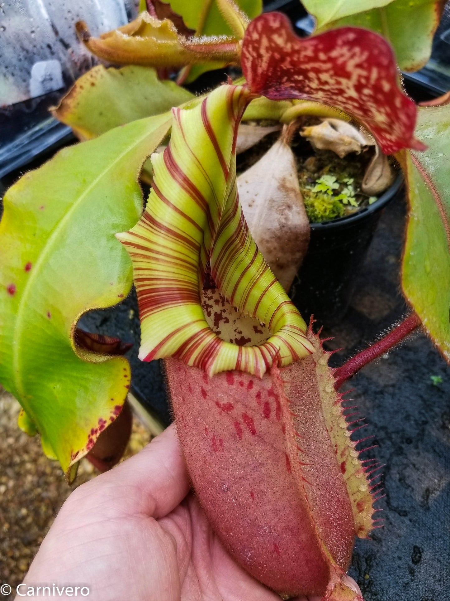 Nepenthes veitchii (Murud Striped x Candy), specimen 6