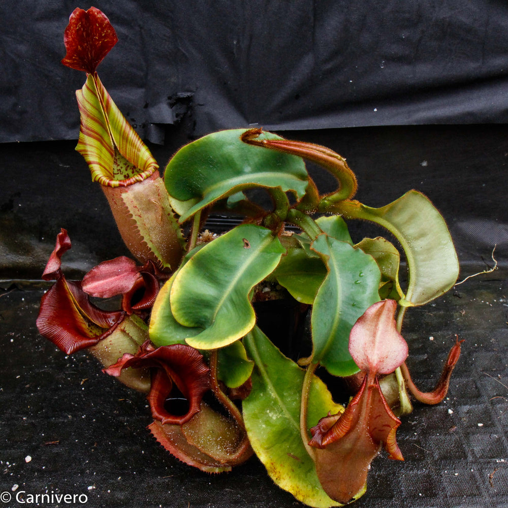 Nepenthes veitchii (Murud Striped x Candy), Specimen H