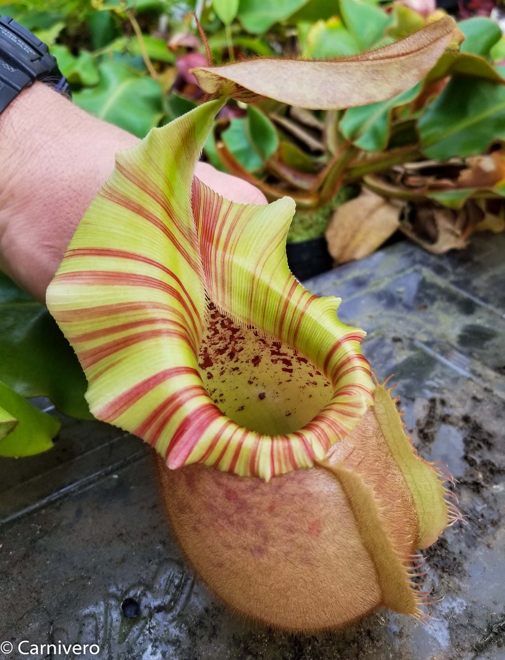 Nepenthes veitchii 