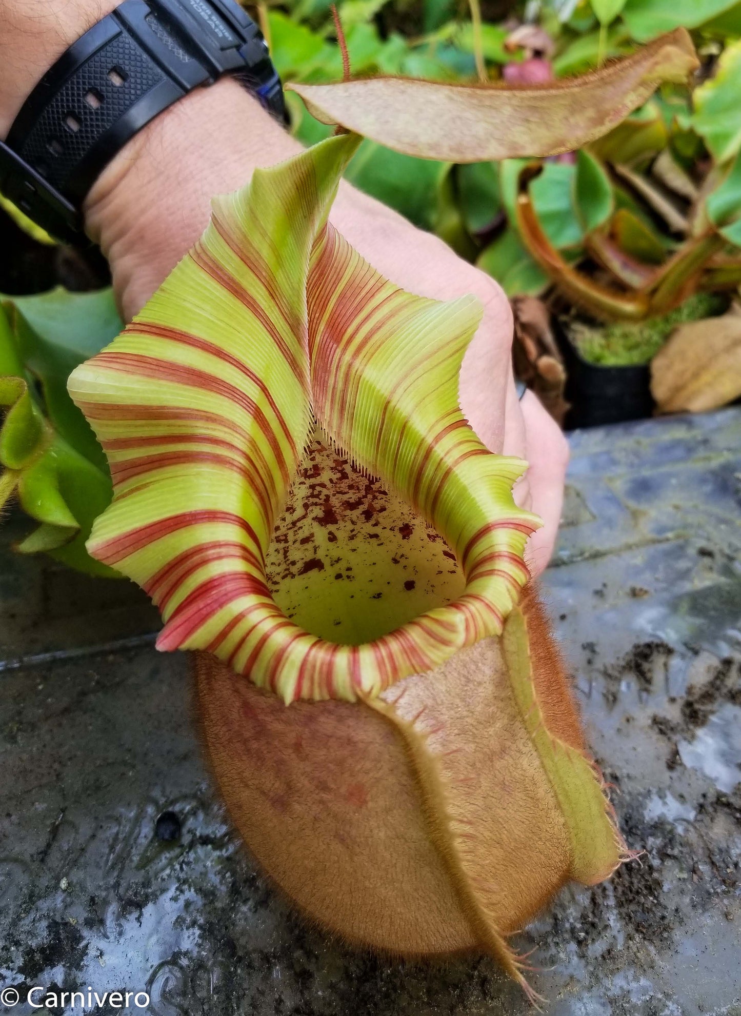 Nepenthes veitchii "Orange"