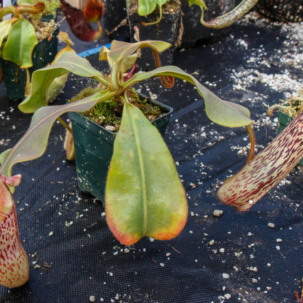 
                      
                        Nepenthes veitchii x platychila, BE-3213
                      
                    