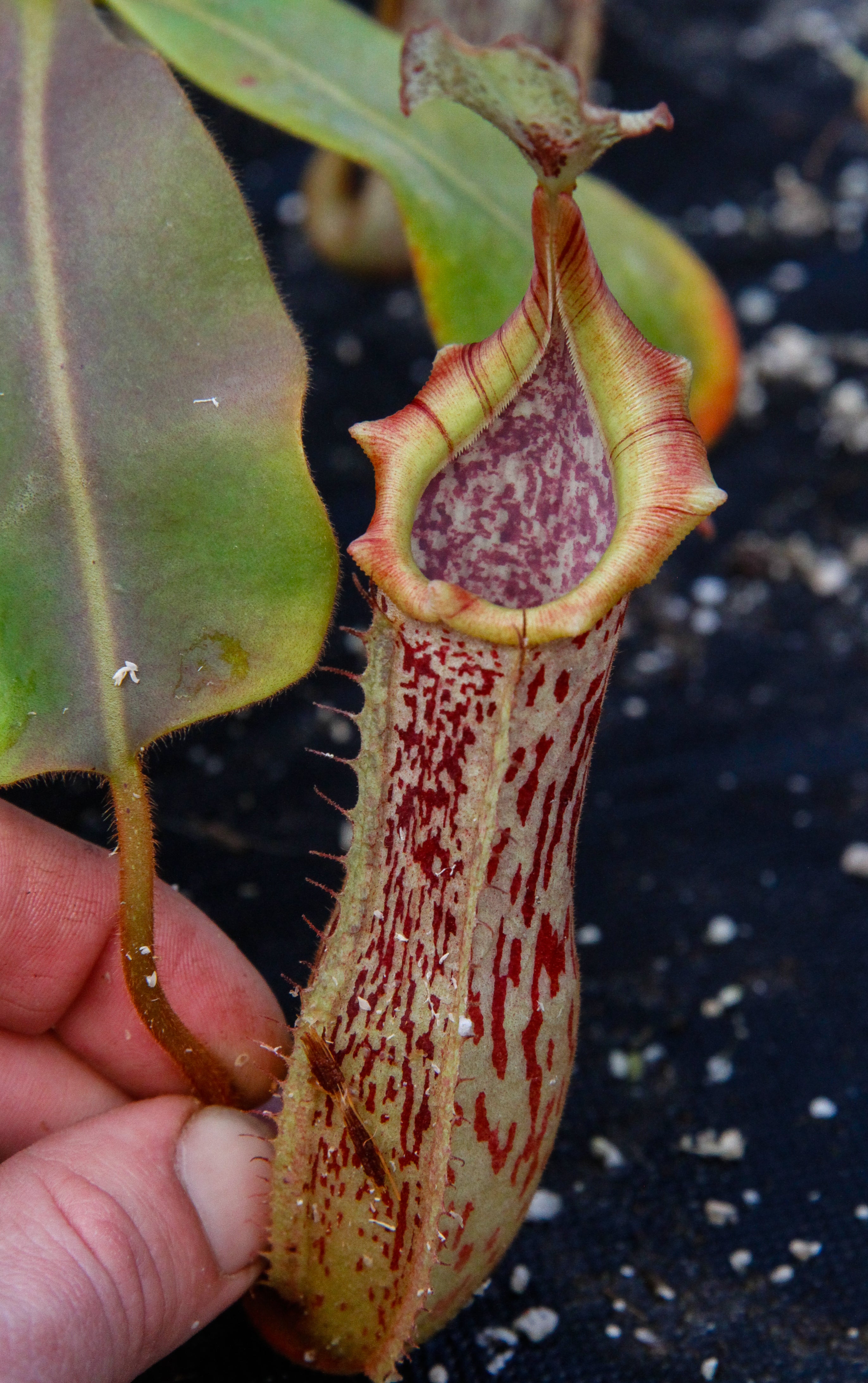 Nepenthes veitchii x platychila, BE-3213 – Carnivero