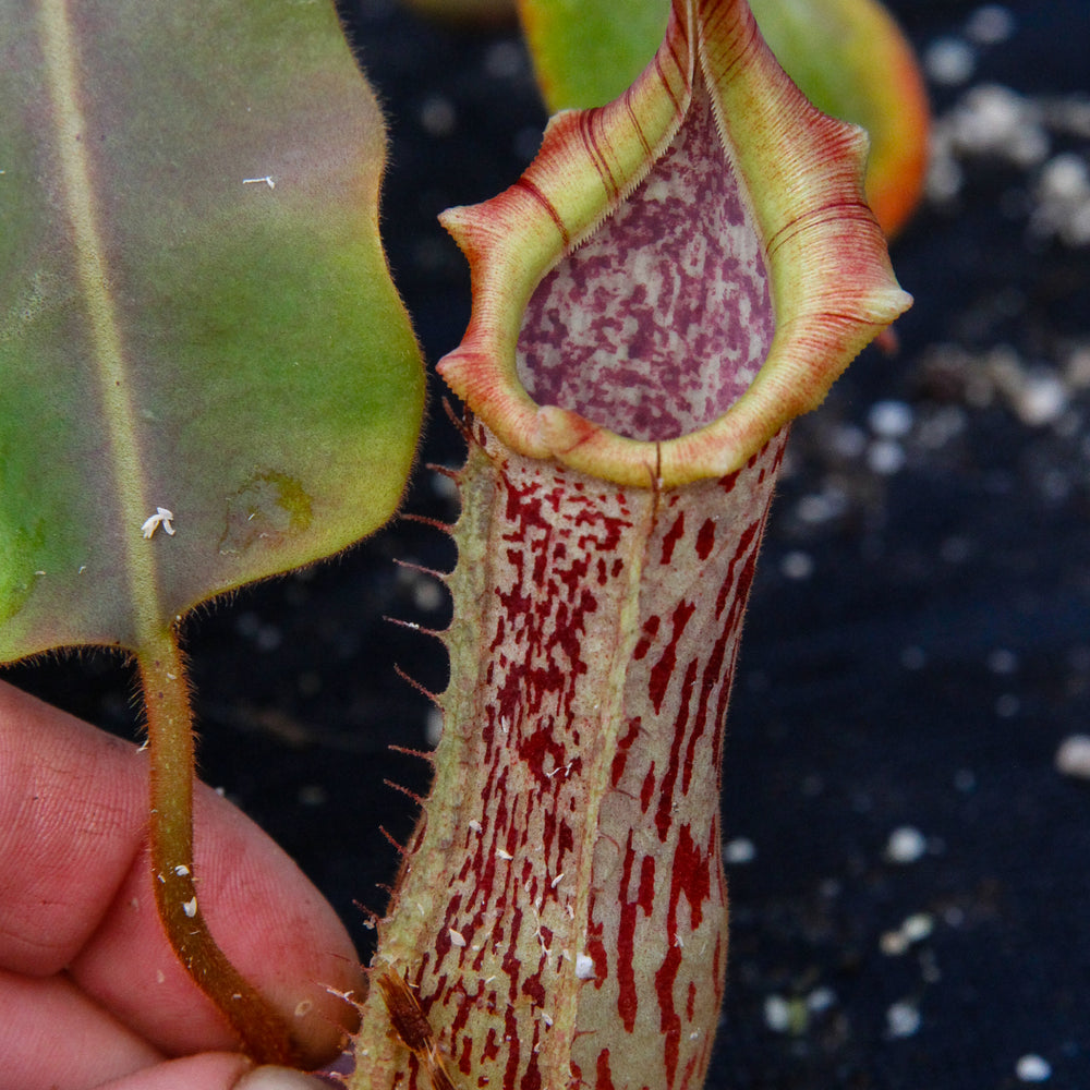 
                      
                        Nepenthes veitchii x platychila, BE-3213
                      
                    