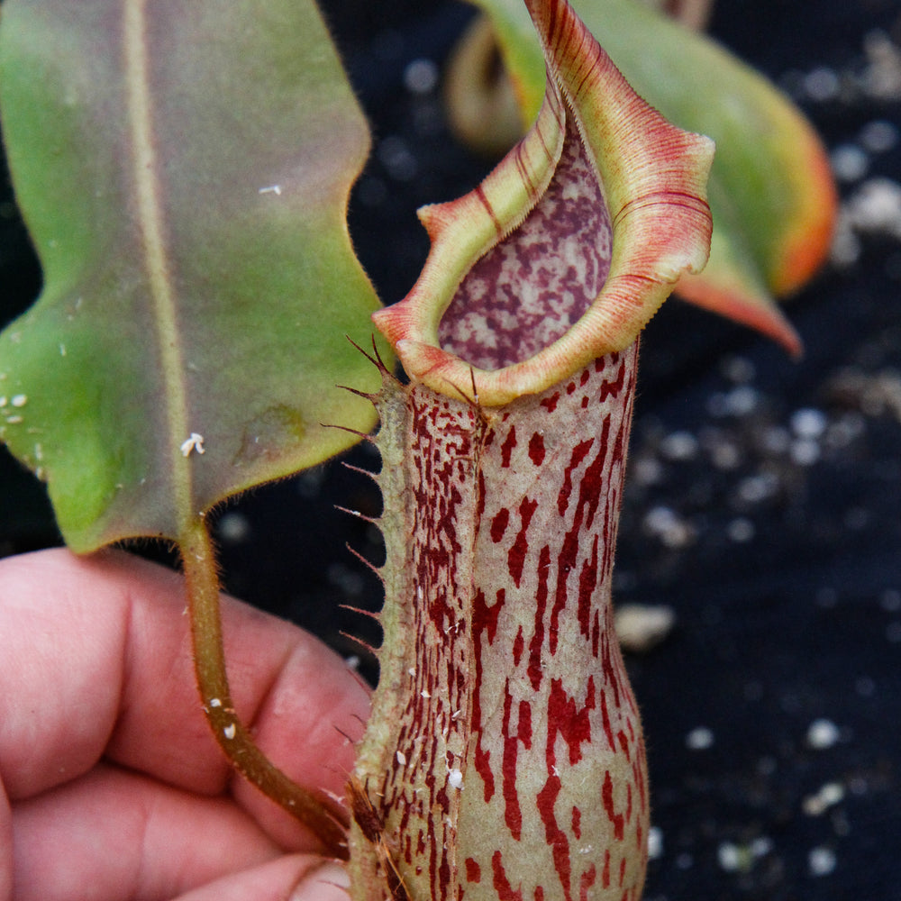 
                      
                        Nepenthes veitchii x platychila, BE-3213
                      
                    