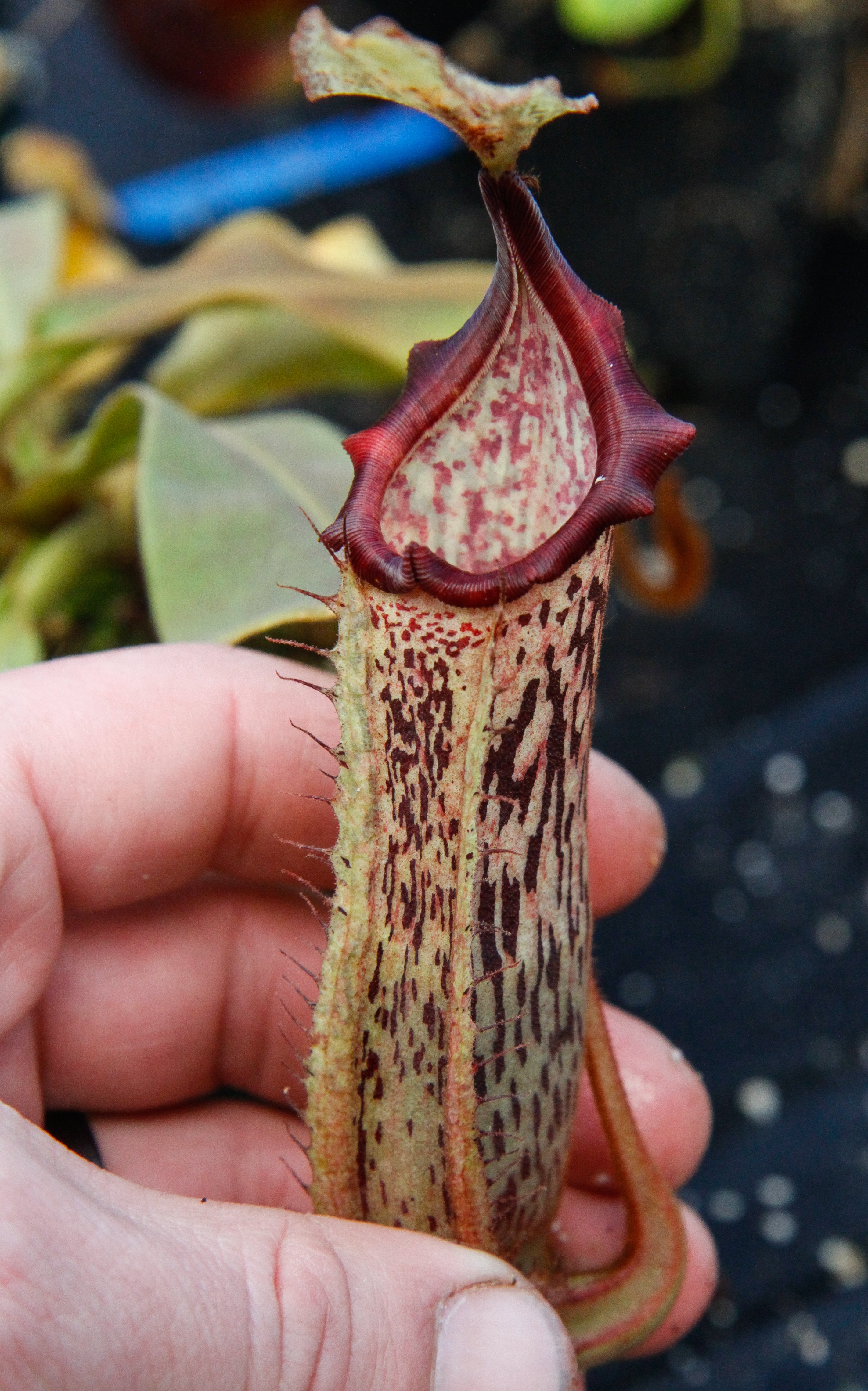 Nepenthes veitchii x platychila, BE-3213 – Carnivero