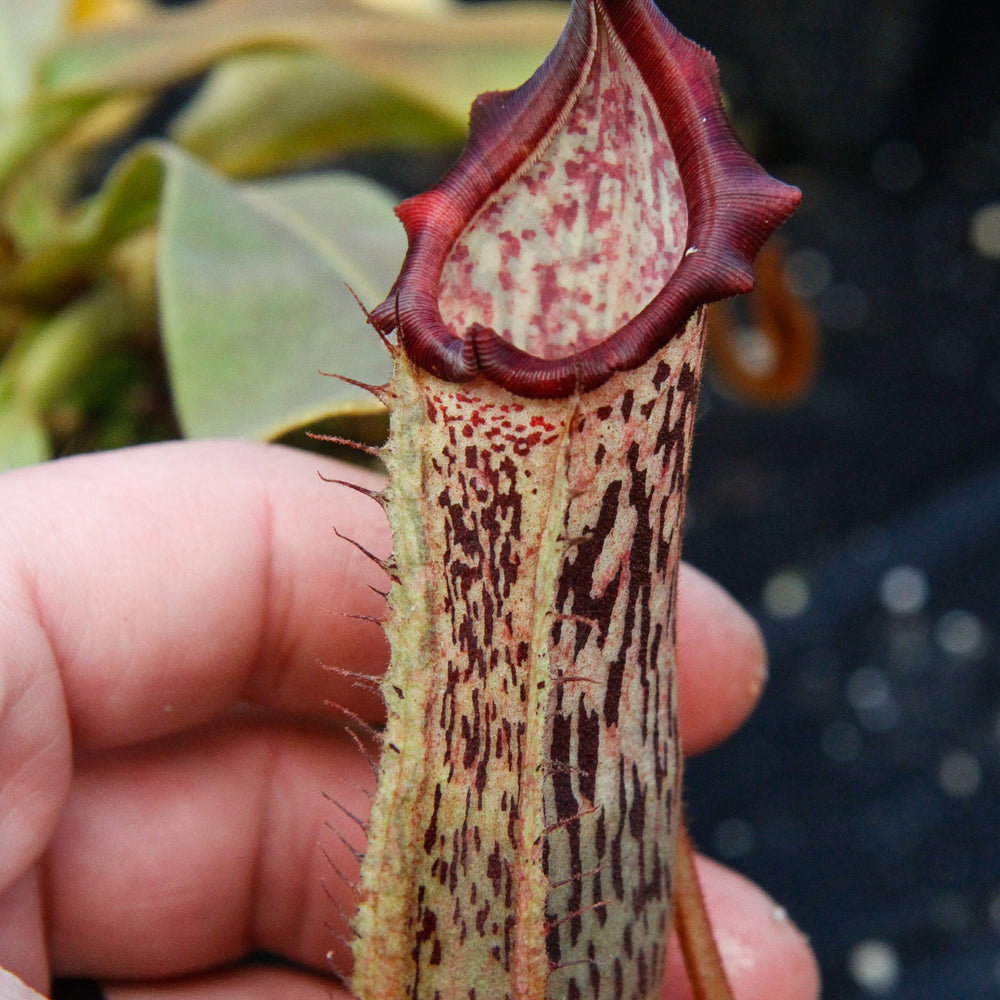 
                      
                        Nepenthes veitchii x platychila, BE-3213
                      
                    