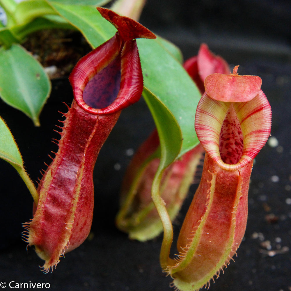 Nepenthes veitchii 