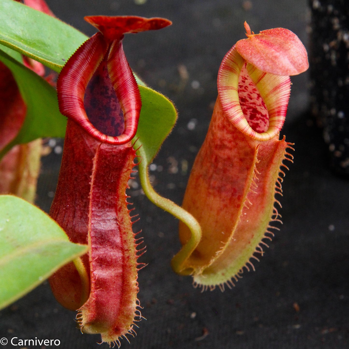 Nepenthes veitchii "Psychedelic" x adrianii, CAR-0092