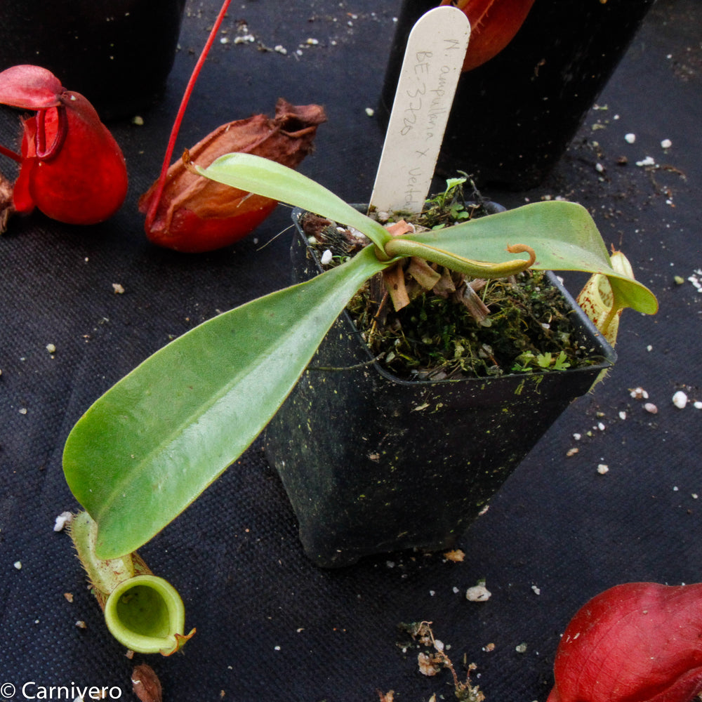 
                      
                        Nepenthes ampullaria x veitchii, BE-3720
                      
                    