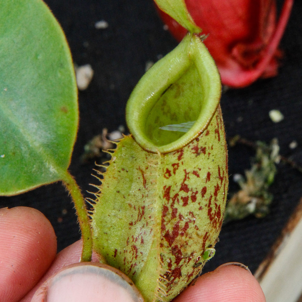 
                      
                        Nepenthes ampullaria x veitchii, BE-3720
                      
                    