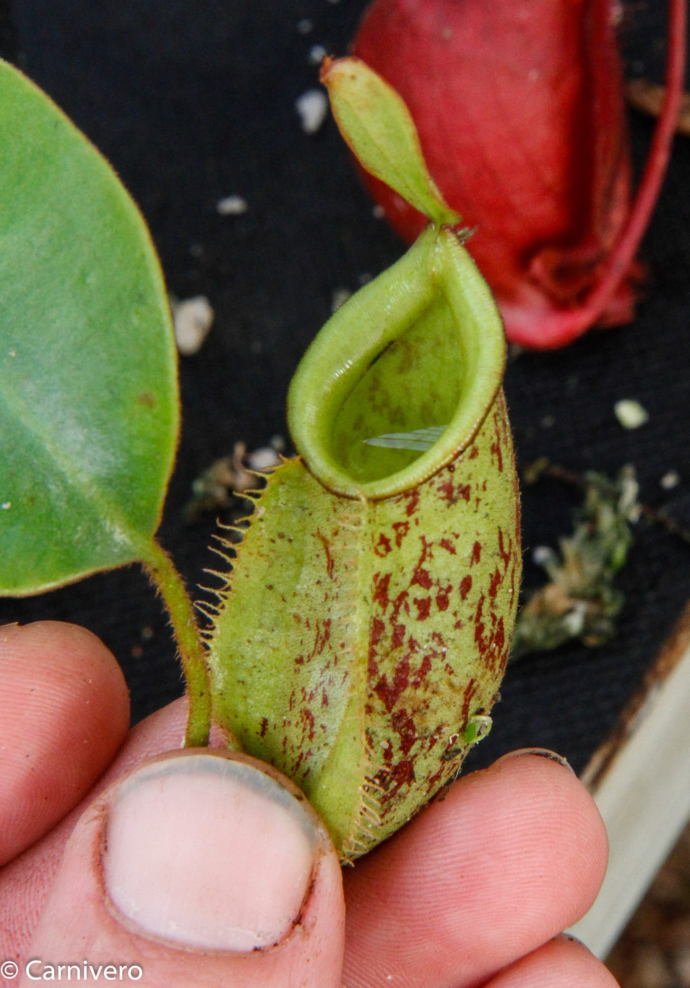 Nepenthes ampullaria x veitchii, BE-3720