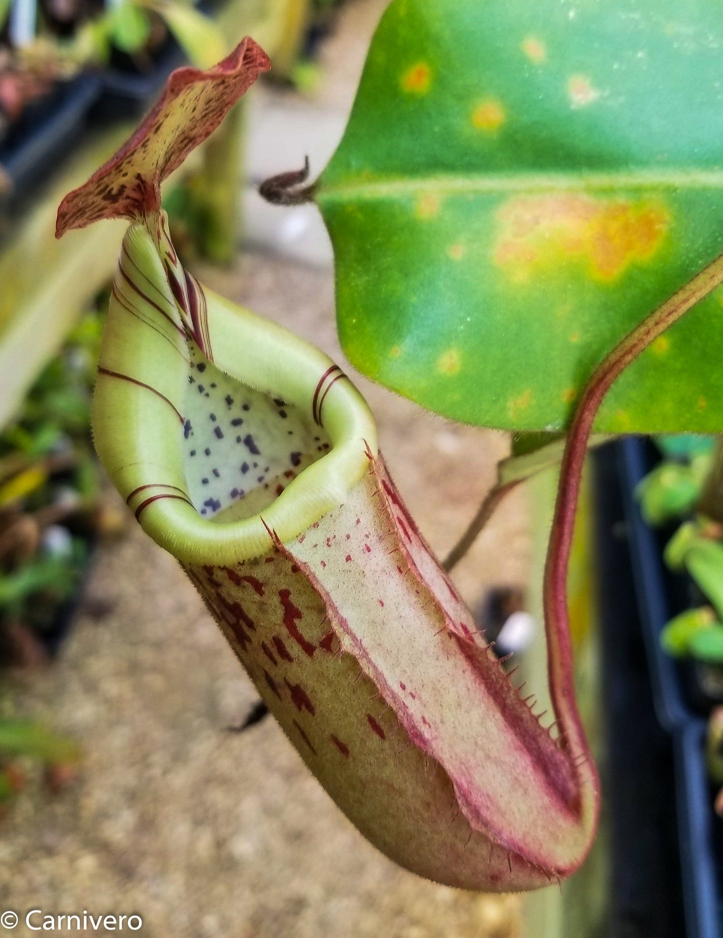 Nepenthes veitchii x burbidgeae -EP specimen