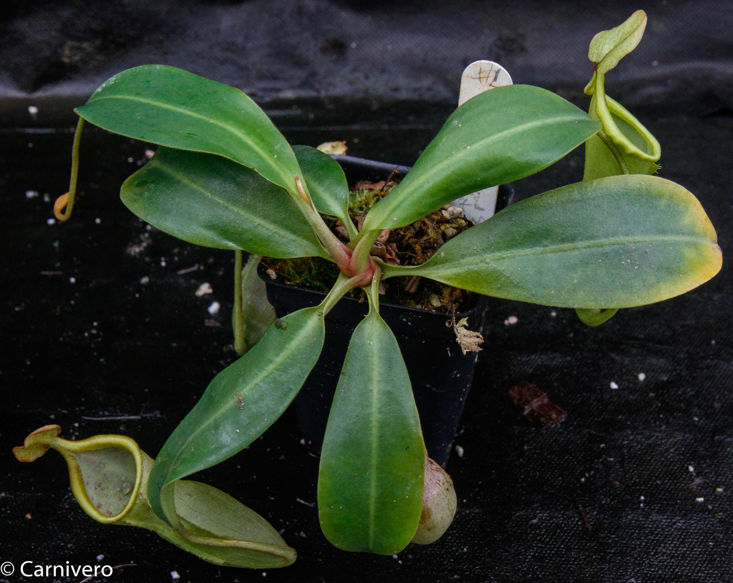 Nepenthes veitchii x campanulata