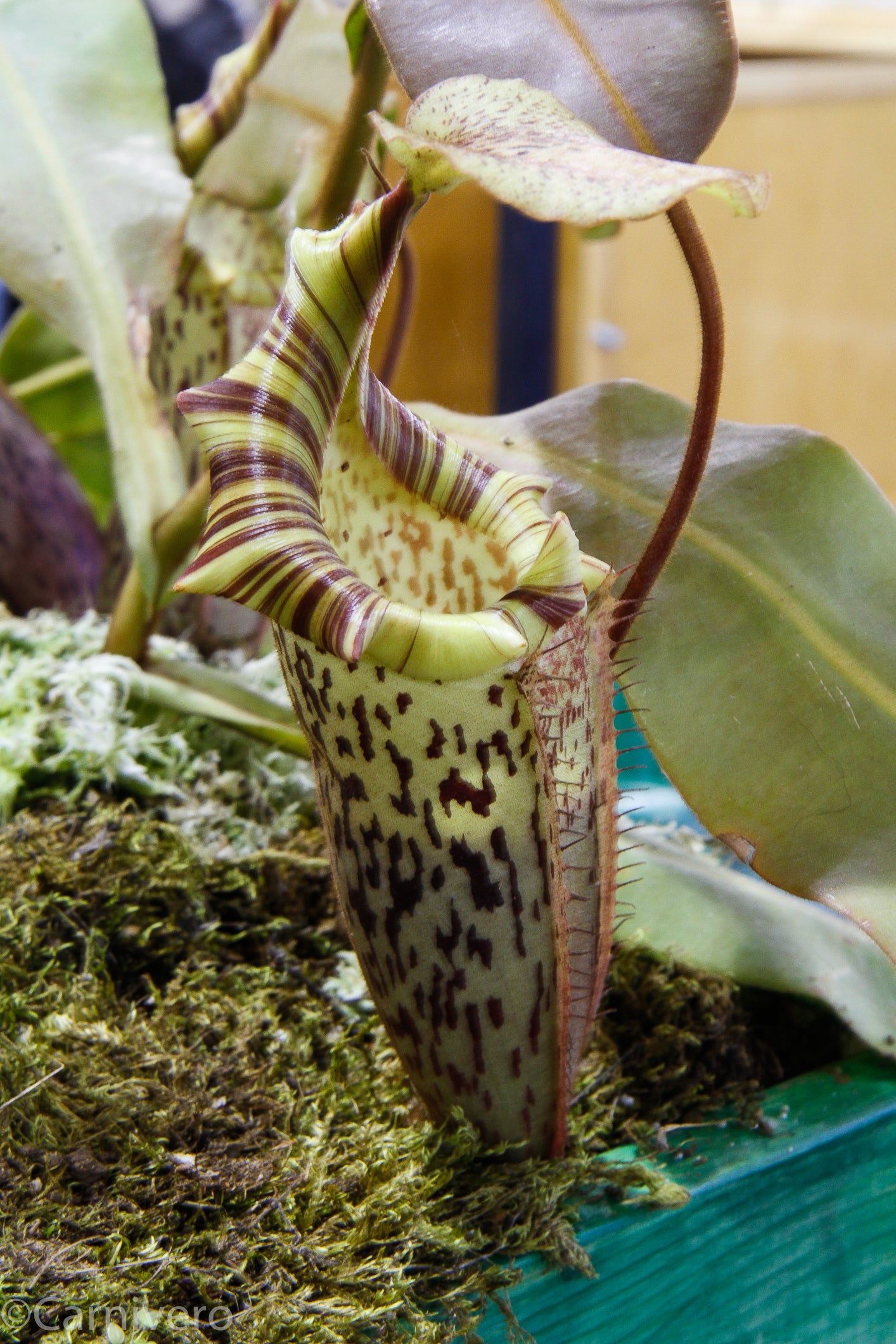 Nepenthes veitchii x platychila, BE-3213 – Carnivero