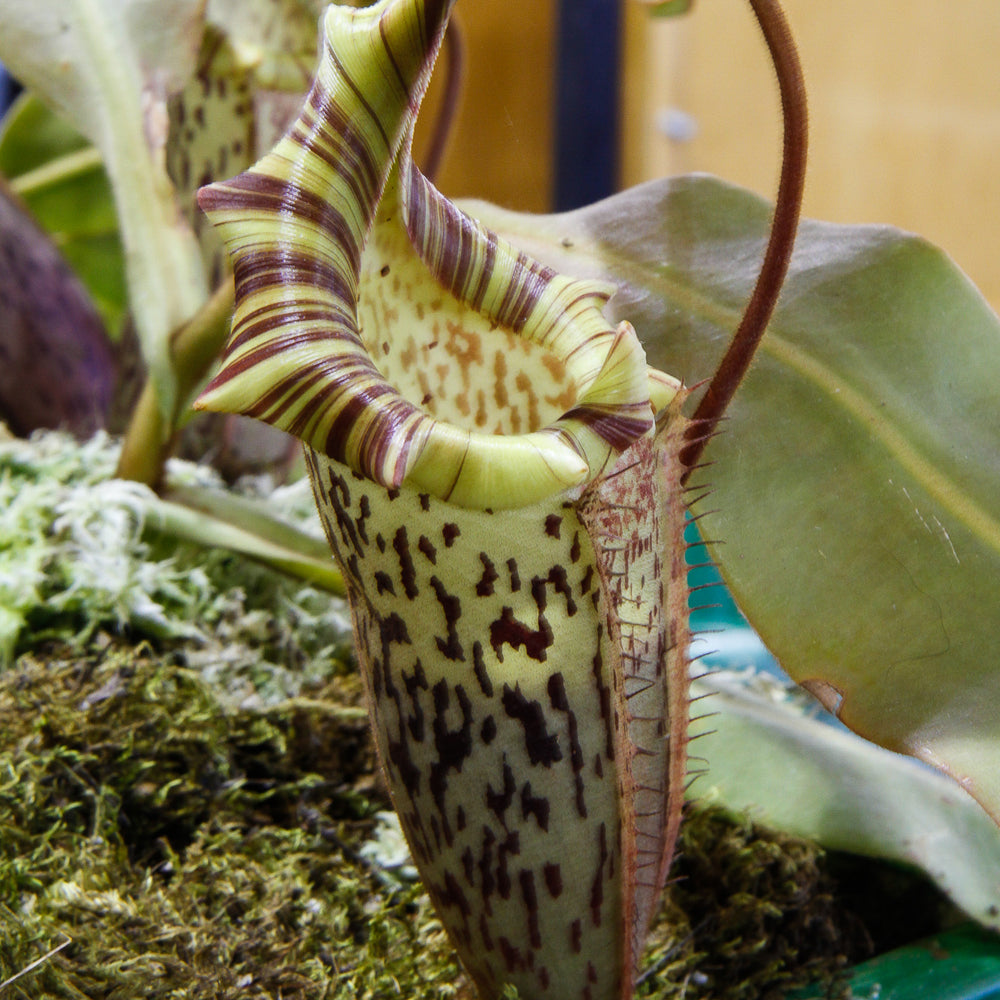 
                      
                        Nepenthes veitchii x platychila, BE-3213
                      
                    