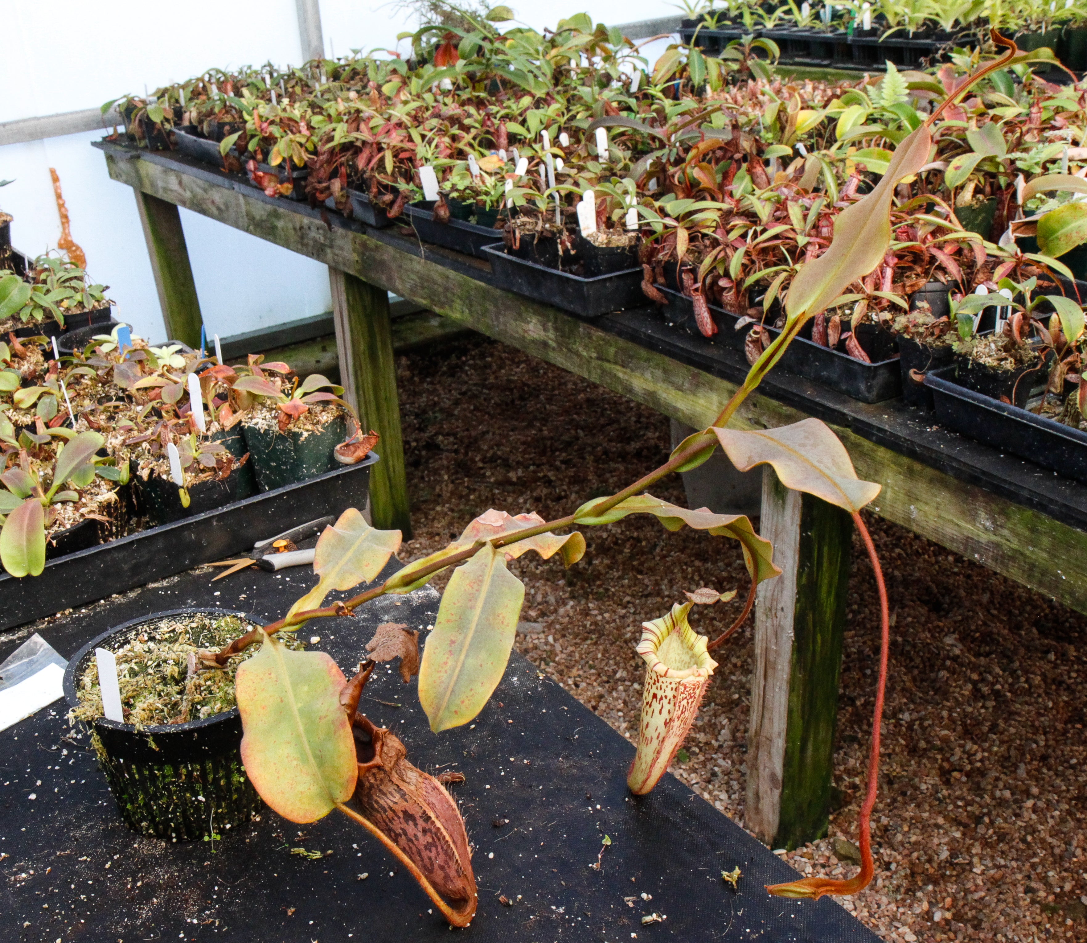 Nepenthes veitchii x platychila, BE-3213 – Carnivero