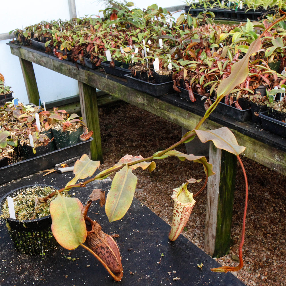 
                      
                        Nepenthes veitchii x platychila, BE-3213
                      
                    