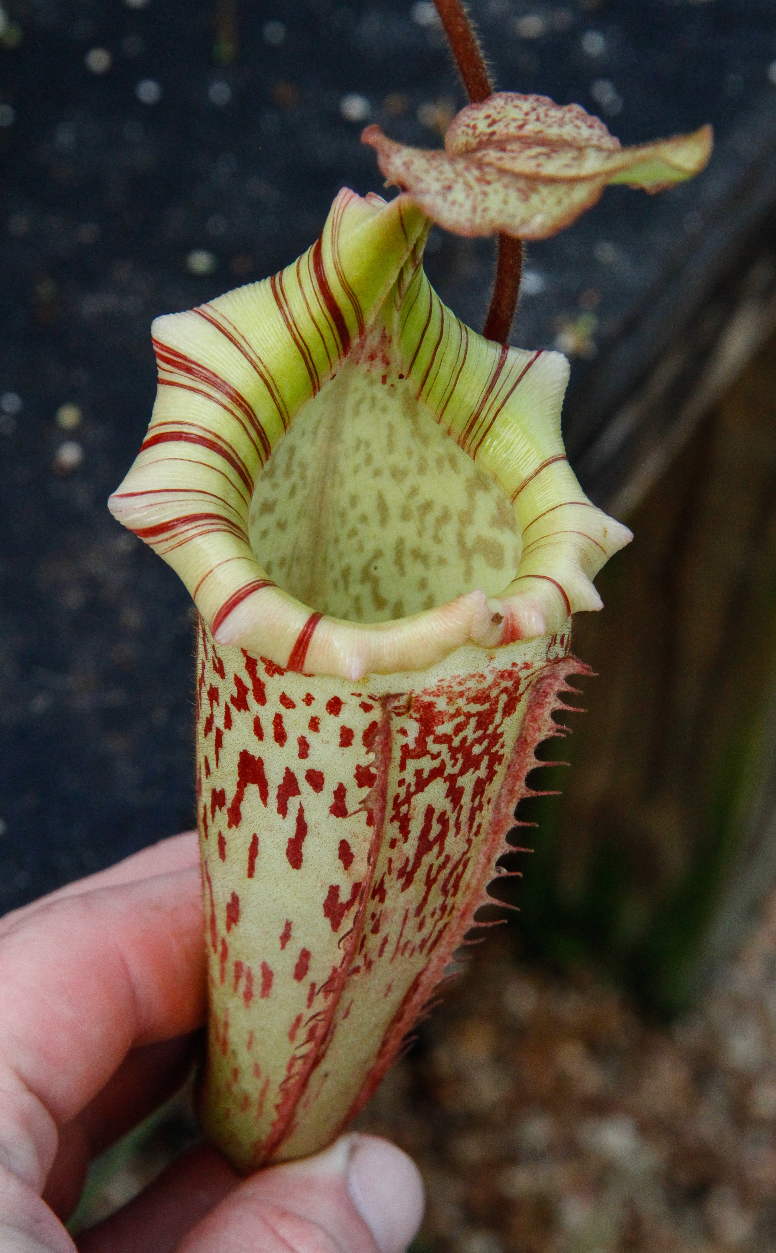 Nepenthes veitchii x platychila, BE-3213 – Carnivero