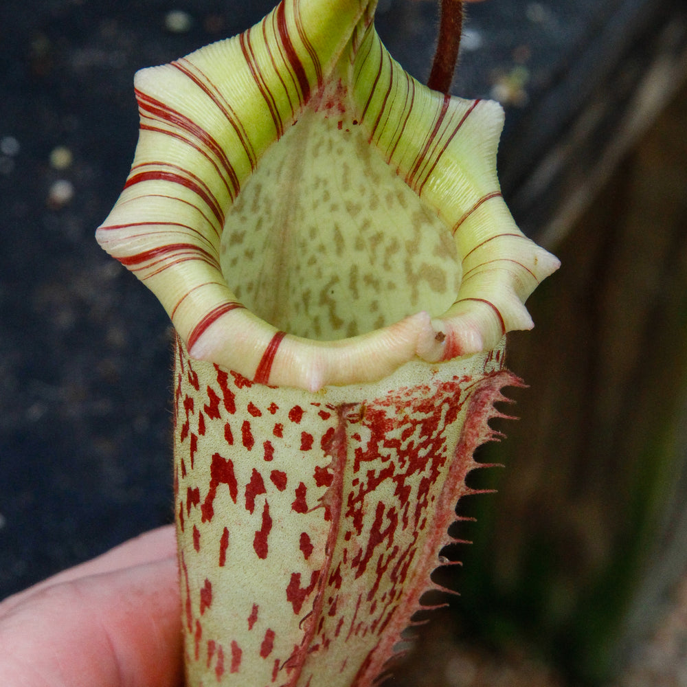 
                      
                        Nepenthes veitchii x platychila, BE-3213
                      
                    