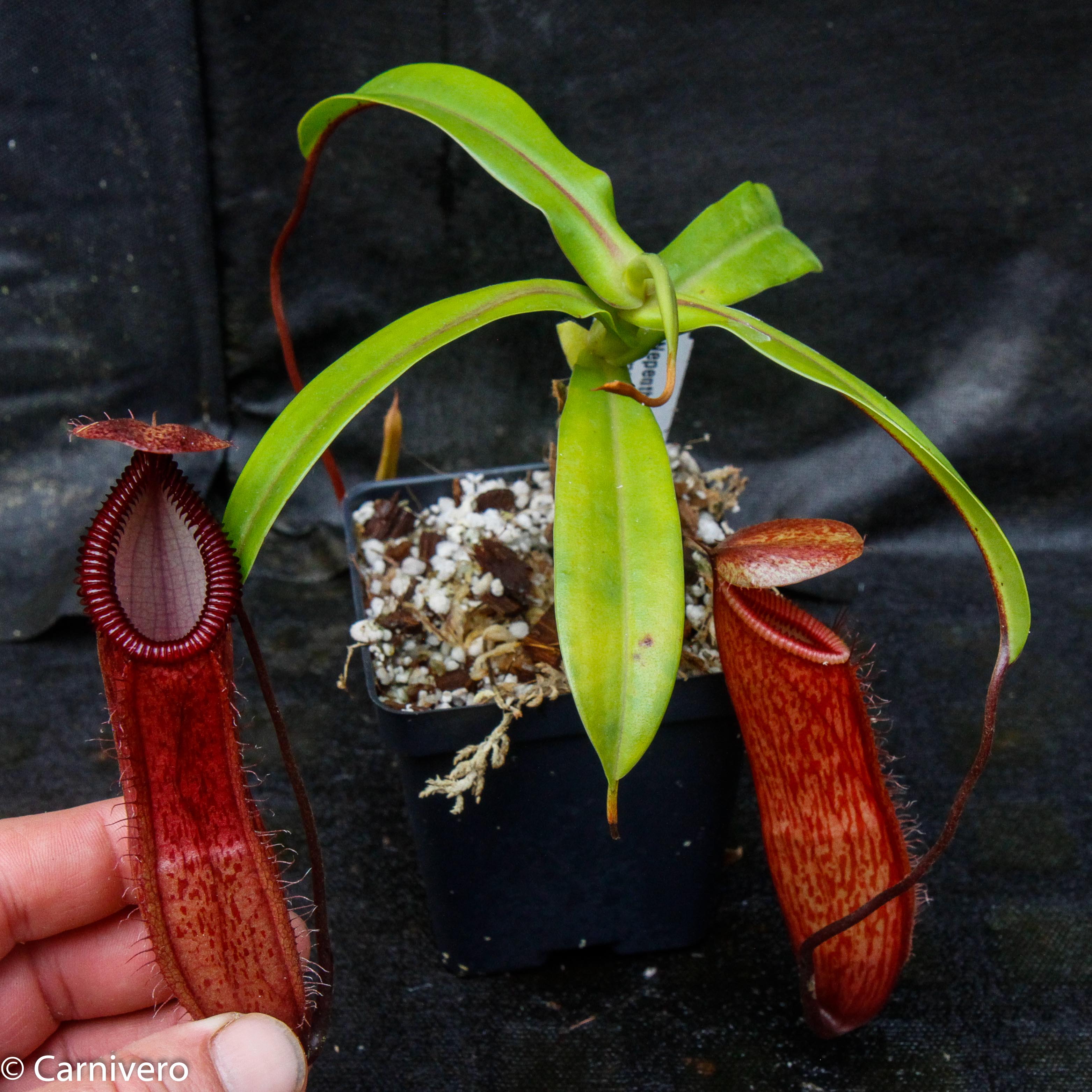 Nepenthes ventricosa x hamata, BE-3672