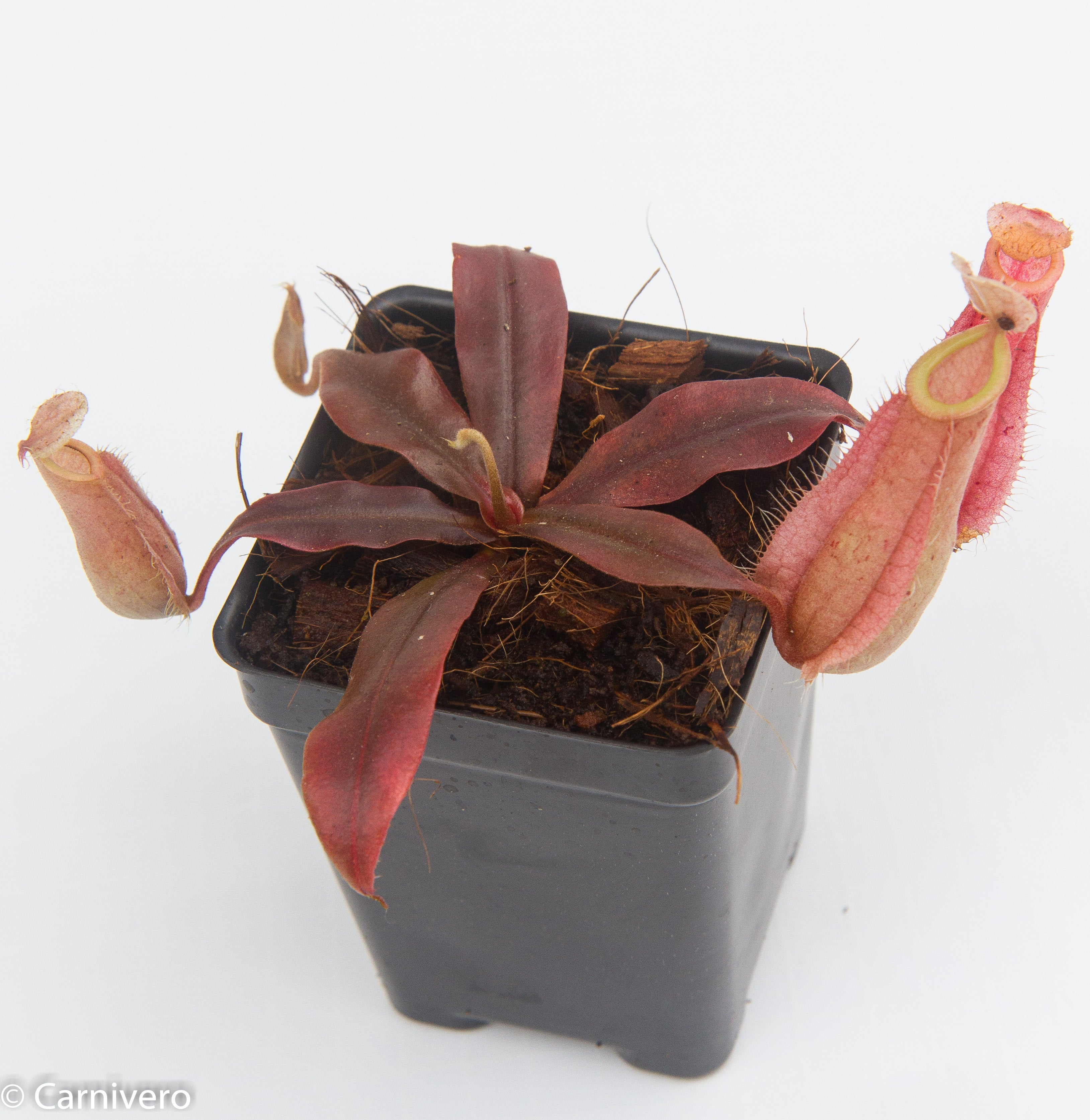 Nepenthes hookeriana - Carnivorous Pitcher Plant – Carnivero