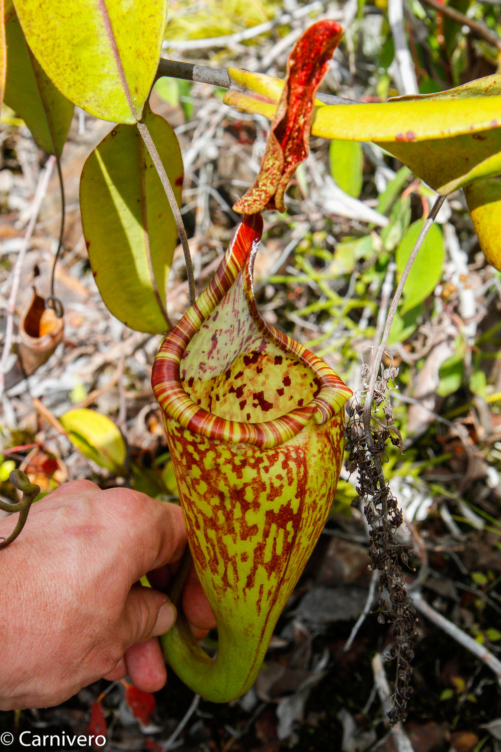 Nepenthes zakriana, BE-3465