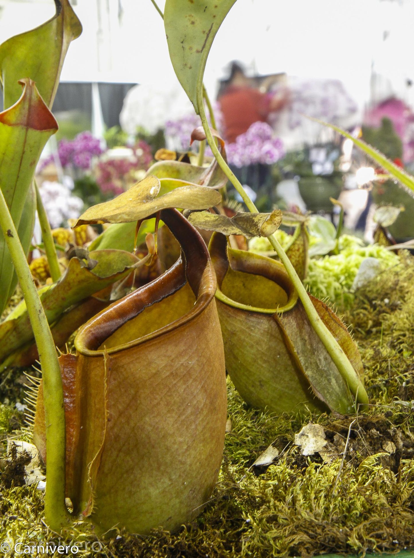 Nepenthes bicalcarata, Sri Aman