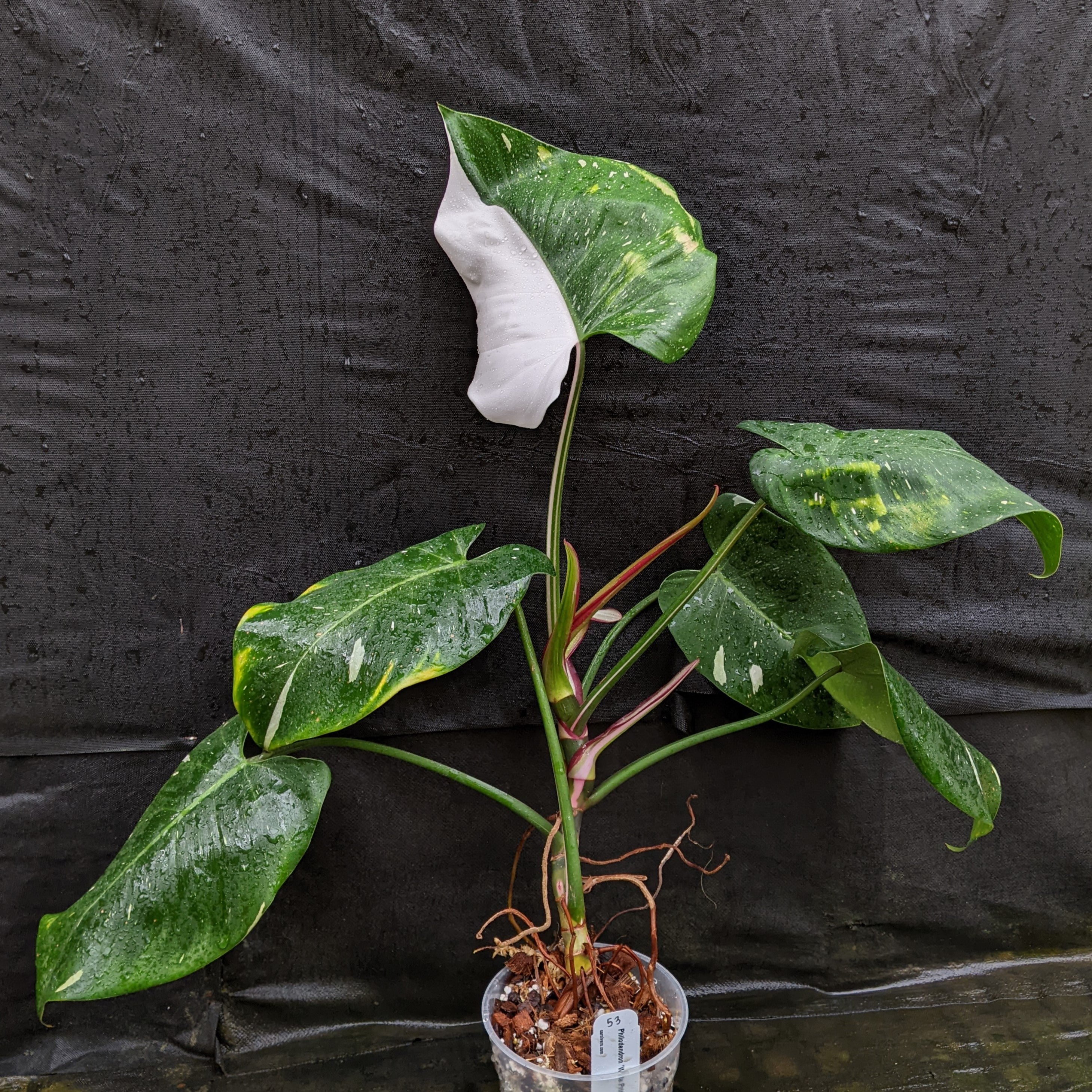 Philodendron online white princess #5