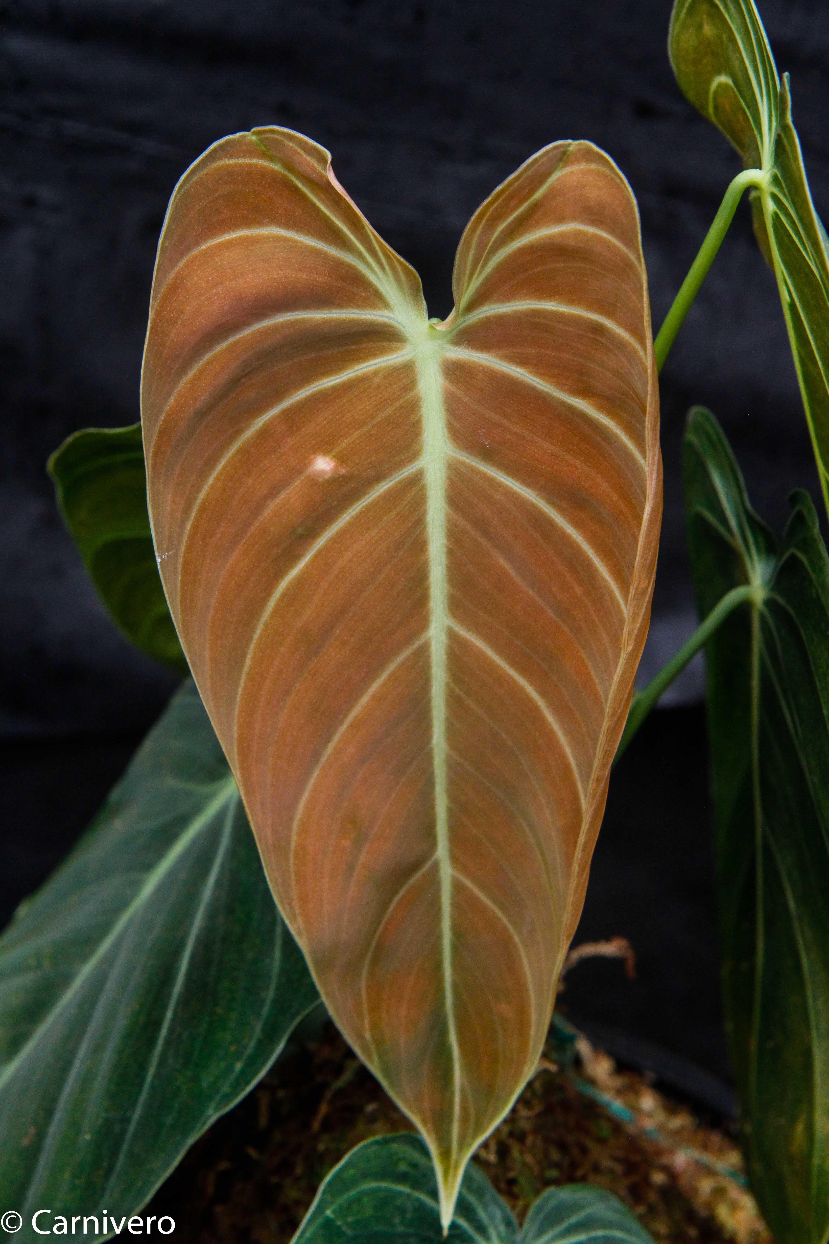 Philodendron – Carnivero