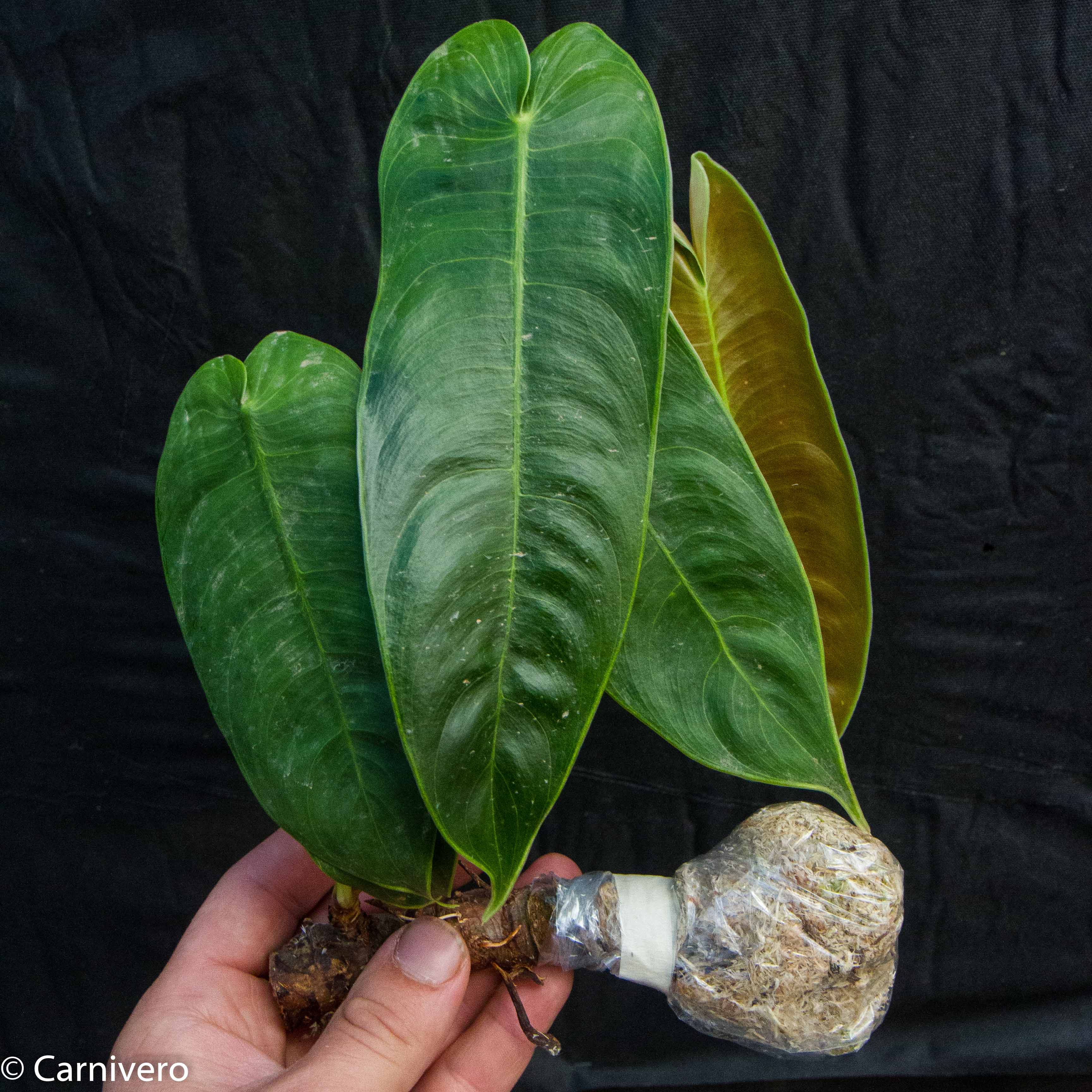 Philodendron sharoniae – Carnivero